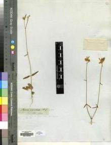 Type specimen at Edinburgh (E). Drège, Jean: S.N.. Barcode: E00193358.