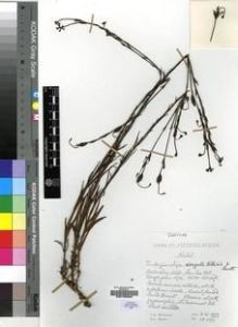 Type specimen at Edinburgh (E). Hilliard, Olive; Burtt, Brian: 10080. Barcode: E00193362.