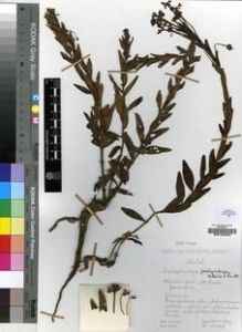 Type specimen at Edinburgh (E). Hilliard, Olive; Burtt, Brian: 10347. Barcode: E00193363.