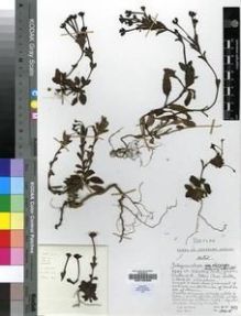 Type specimen at Edinburgh (E). Hilliard, Olive; Burtt, Brian: 10415. Barcode: E00193368.