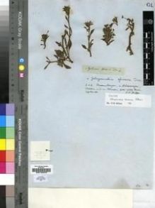 Type specimen at Edinburgh (E). Drège, Jean: S.N.. Barcode: E00193375.