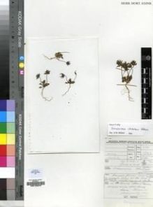 Type specimen at Edinburgh (E). Batten, Auriol: AB772. Barcode: E00193376.