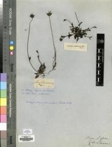 Type specimen at Edinburgh (E). Ecklon, Christian: 12. Barcode: E00193378.