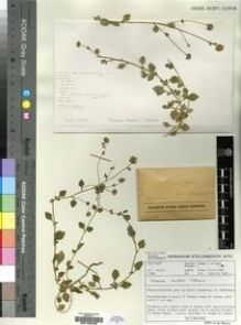 Type specimen at Edinburgh (E). Taylor, Hugh: 11894. Barcode: E00193405.
