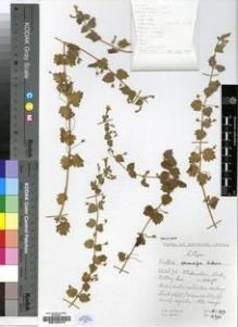 Type specimen at Edinburgh (E). Hilliard, Olive; Burtt, Brian: 12390. Barcode: E00193413.