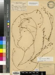 Type specimen at Edinburgh (E). Bolus, Harry: 11612. Barcode: E00193417.