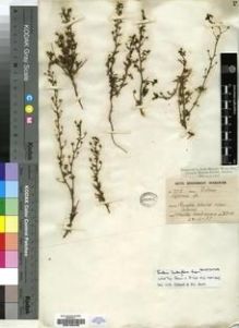 Type specimen at Edinburgh (E). Wood, John: 4044. Barcode: E00193430.
