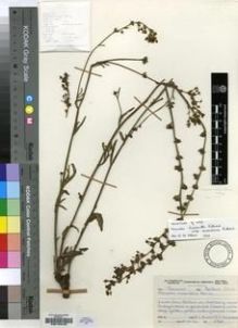 Type specimen at Edinburgh (E). Burtt, Brian; Scheepers, John: 2948. Barcode: E00193433.