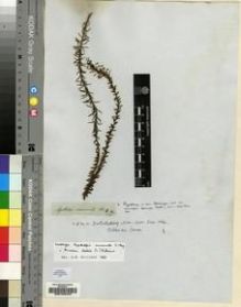 Type specimen at Edinburgh (E). Drège, Jean: S.N.. Barcode: E00193443.