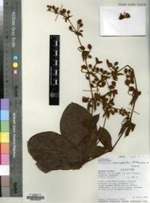 Type specimen at Edinburgh (E). McPherson, Gordon: 13826. Barcode: E00193448.