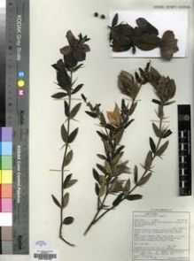 Type specimen at Edinburgh (E). Green, D.: 625. Barcode: E00193453.