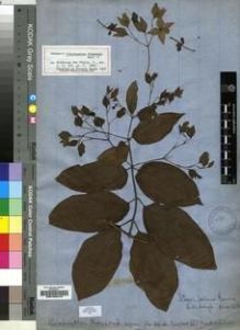 Type specimen at Edinburgh (E). Cultivated Plant of the RBGE (CULTE): . Barcode: E00193470.