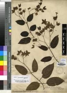 Type specimen at Edinburgh (E). Cultivated Plant of the RBGE (CULTE): . Barcode: E00193471.