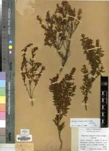Type specimen at Edinburgh (E). Perrier de la Bâthie, Henri: 13162. Barcode: E00193476.