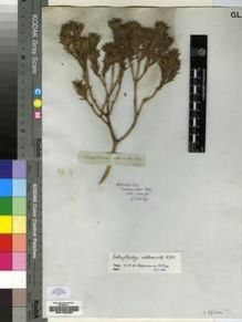 Type specimen at Edinburgh (E). Drège, Jean: S.N.. Barcode: E00193482.
