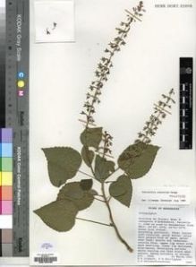 Type specimen at Edinburgh (E). Clement, Rosemary .A.; Phillipson, P.B. & Rafamantanantsoa, G.: 2097. Barcode: E00193499.