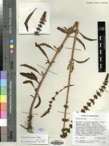 Type specimen at Edinburgh (E). Clement, Rosemary .A.; Phillipson, P.B. & Rafamantanantsoa, G.: 2045. Barcode: E00193500.