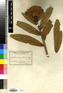 Type specimen at Edinburgh (E). Baum, Hugo: . Barcode: E00193524.