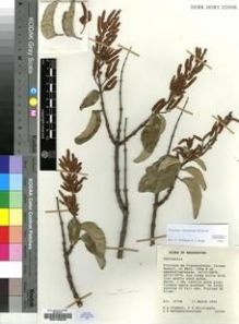 Type specimen at Edinburgh (E). Clement, Rosemary .A.; Phillipson, P.B. & Rafamantanantsoa, G.: 2030 A. Barcode: E00193532.