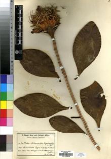 Type specimen at Edinburgh (E). Baum, Hugo: 920. Barcode: E00193556.