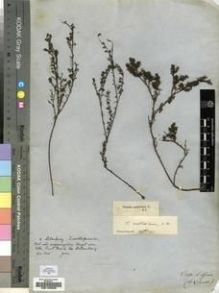 Type specimen at Edinburgh (E). Ecklon, Christian; Zeyher, Carl: S.N.. Barcode: E00193596.