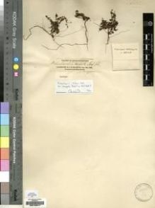 Type specimen at Edinburgh (E). Balfour, Isaac: S.N. Barcode: E00193617.