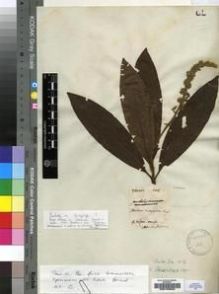 Type specimen at Edinburgh (E). Commerson, Philibert: S.N.. Barcode: E00193634.