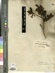 Type specimen at Edinburgh (E). Schimper, Georg: 1141. Barcode: E00193681.