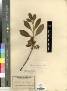 Type specimen at Edinburgh (E). Baum, Hugo: 948. Barcode: E00193685.