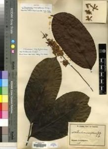 Type specimen at Edinburgh (E). Zenker, Georg: 2318. Barcode: E00193699.