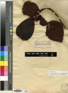 Type specimen at Edinburgh (E). Baron, Richard: 429. Barcode: E00193721.