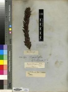 Type specimen at Edinburgh (E). Ecklon, Christian; Zeyher, Carl: S.N.. Barcode: E00193762.