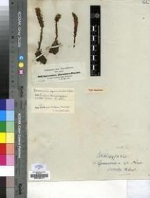 Type specimen at Edinburgh (E). Schimper, Georg: 982. Barcode: E00193777.