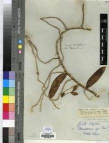 Type specimen at Edinburgh (E). Schimper, Georg: 1318. Barcode: E00193797.