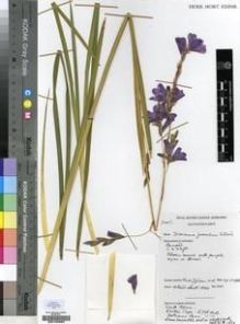 Type specimen at Edinburgh (E). Cultivated Plant of the RBGE (CULTE): . Barcode: E00193865.