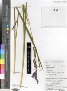 Type specimen at Edinburgh (E). Cultivated Plant of the RBGE (CULTE): . Barcode: E00193866.