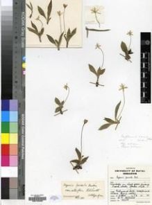 Type specimen at Edinburgh (E). Hilliard, Olive: 5589. Barcode: E00193880.