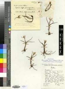 Type specimen at Edinburgh (E). Hilliard, Olive; Burtt, Brian: 7076. Barcode: E00193918.
