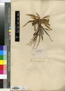 Type specimen at Edinburgh (E). Schimper, Georg: 1203. Barcode: E00193932.