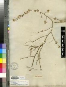 Type specimen at Edinburgh (E). Sieber, Franz(e): 150. Barcode: E00193946.