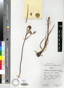 Type specimen at Edinburgh (E). Hilliard, Olive; Burtt, Brian: 7339. Barcode: E00193947.