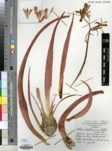 Type specimen at Edinburgh (E). Cultivated Plant of the RBGE (CULTE): . Barcode: E00193950.