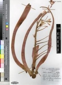 Type specimen at Edinburgh (E). Cultivated Plant of the RBGE (CULTE): . Barcode: E00193951.