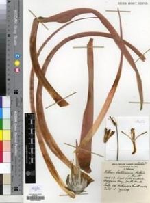 Type specimen at Edinburgh (E). Cultivated Plant of the RBGE (CULTE): . Barcode: E00193952.