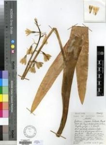 Type specimen at Edinburgh (E). Hilliard, Olive; Burtt, Brian: 15382. Barcode: E00193953.