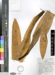 Type specimen at Edinburgh (E). Hilliard, Olive; Burtt, Brian: 15382. Barcode: E00193954.