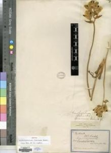 Type specimen at Edinburgh (E). Scully, Reginald: 175. Barcode: E00193959.