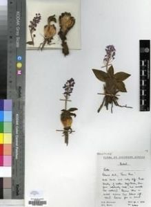 Type specimen at Edinburgh (E). Hilliard, Olive; Burtt, Brian: 6960. Barcode: E00193962.