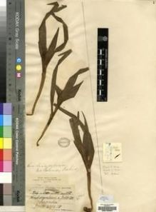 Type specimen at Edinburgh (E). Wood, John: 200. Barcode: E00193967.