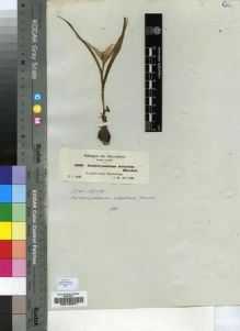 Type specimen at Edinburgh (E). Schimper, Georg: 1338. Barcode: E00193971.